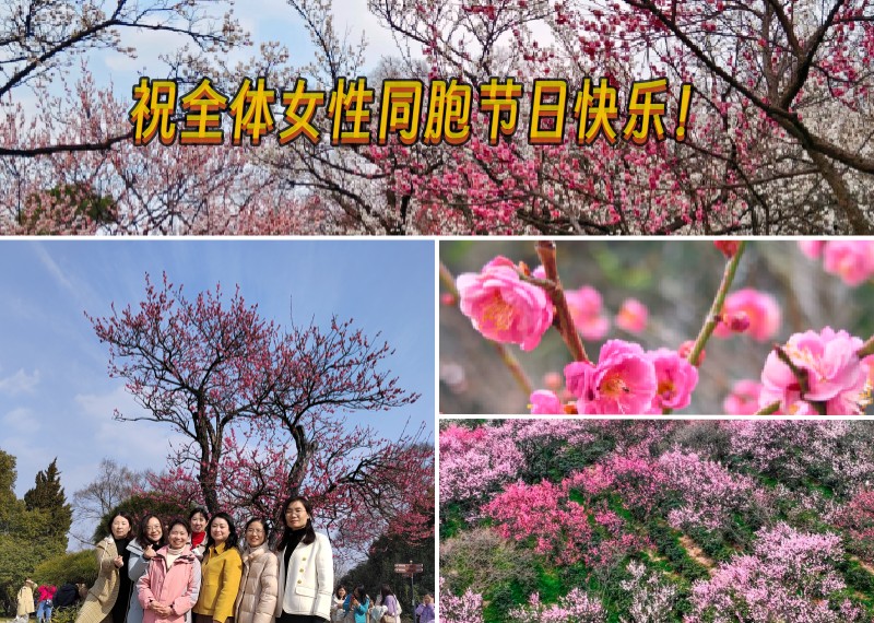上春山 赏梅花——妇女节快乐